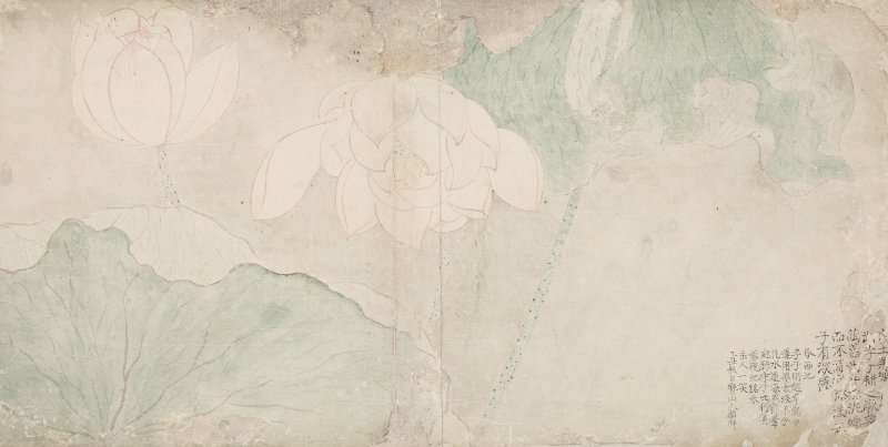 이인상(李麟祥, 1710~1760) 서지백련西池白蓮 조선 1745, 종이에 엷은 색 26.2×51.8cm, 간송미술문화재단 소장 *재판매 및 DB 금지