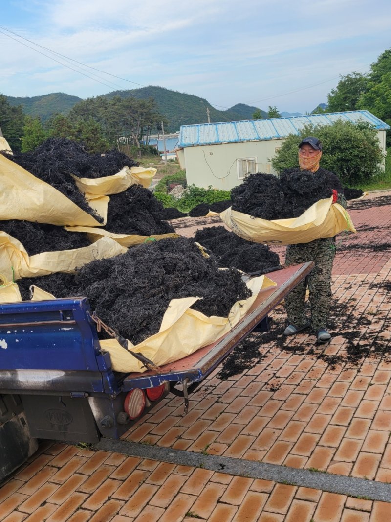 ‘비가 오겠다’는 기상예보에 따라 마을 주민이 야외 건조장에서 말리던 톳을 급히 거둬 트럭에 싣고 있다. 전량 일본으로 수출되는 ‘조도톳’은 세계 제일의 품질을 자랑한다.2025.6.13/뉴스1 ⓒ News1 조영석 기자