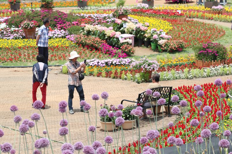 강진 작천마을 코끼리마늘꽃 축제 모습