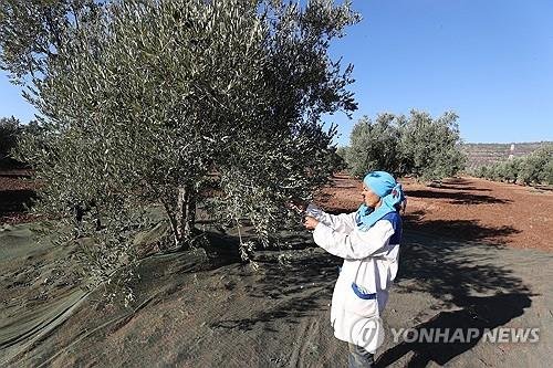 2024년 11월 튀니지 수도 튀니스 외곽 한 농장에서 올리브를 수확하는 농부 (출처=연합뉴스)