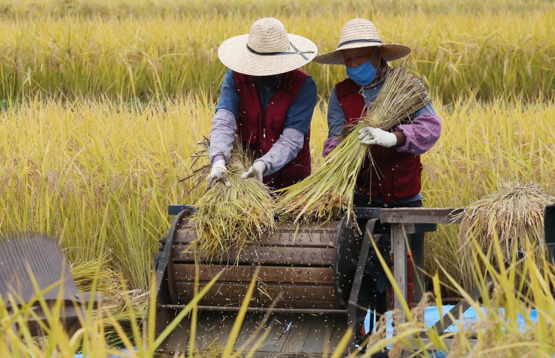 [인천=뉴시스] 이종철 바카라사이트 홈런 = 2020년 10월 22일 오전 인천시 남동구 인천대공원 습지원 반디논에서 공원사업소 직원들이 탈곡을 하고 있는 모습. 2020.10.22. jc4321@newsis.com
