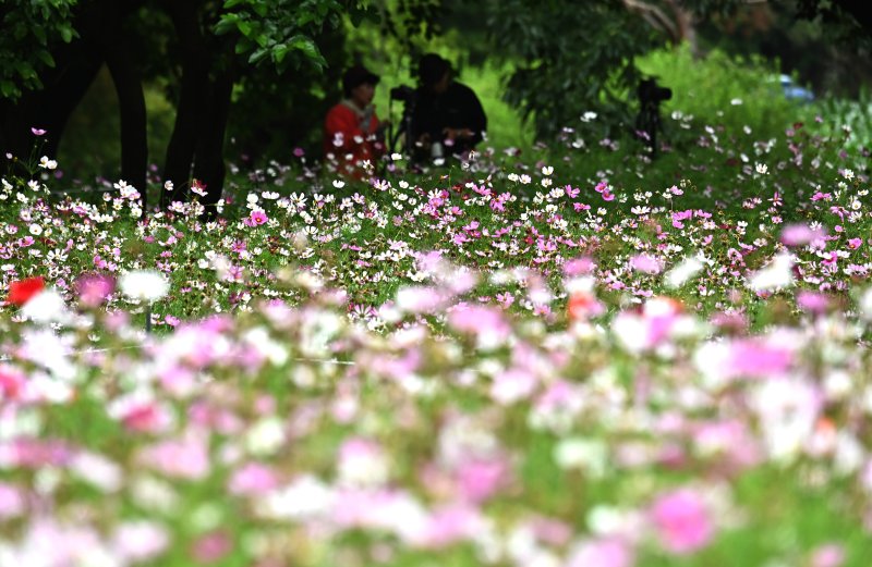 [수원=뉴시스] 김종택 기자 = 장맛비가 잠시 소강상태를 보인 16일 경기 수원시 권선구 탑동 시민농장을 찾은 시민들이 코스모스를 배경으로 사진촬영을 하고 있다. 2025.06.16. jtk@newsis.com