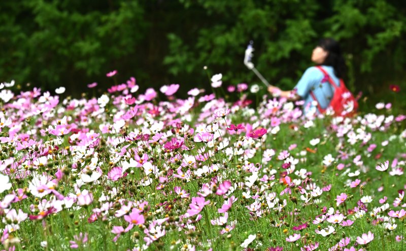 [수원=뉴시스] 김종택 기자 = 장맛비가 잠시 소강상태를 보인 16일 경기 수원시 권선구 탑동 시민농장을 찾은 한 시민이 코스모스를 배경으로 사진촬영을 하고 있다. 2025.06.16. jtk@newsis.com