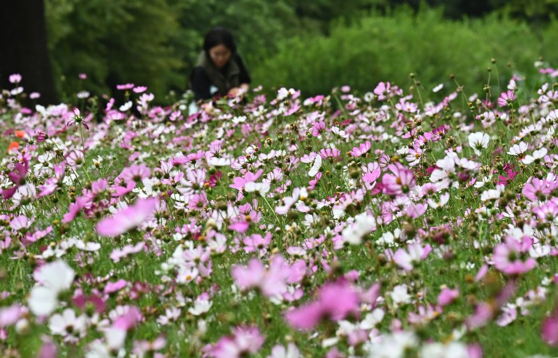 [수원=뉴시스] 김종택 기자 = 장맛비가 잠시 소강상태를 보인 16일 경기 수원시 권선구 탑동 시민농장을 찾은 한 시민이 코스모스를 배경으로 사진촬영을 하고 있다. 2025.06.16. jtk@newsis.com