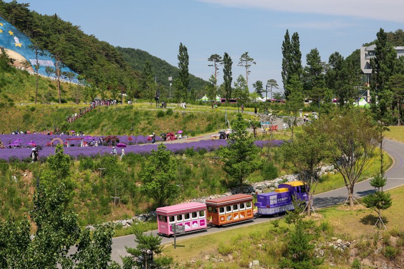 [동해=뉴시스] 동해 무릉별유천지 라벤더 축제장.(사진=동해시 제공)photo@newsis.com *재판매 및 DB 금지