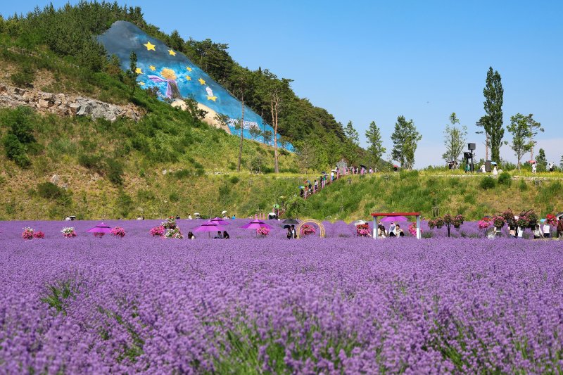 [동해=뉴시스] 동해 무릉별유천지 라벤더 축제장.(사진=동해시 제공)photo@newsis.com *재판매 및 DB 금지