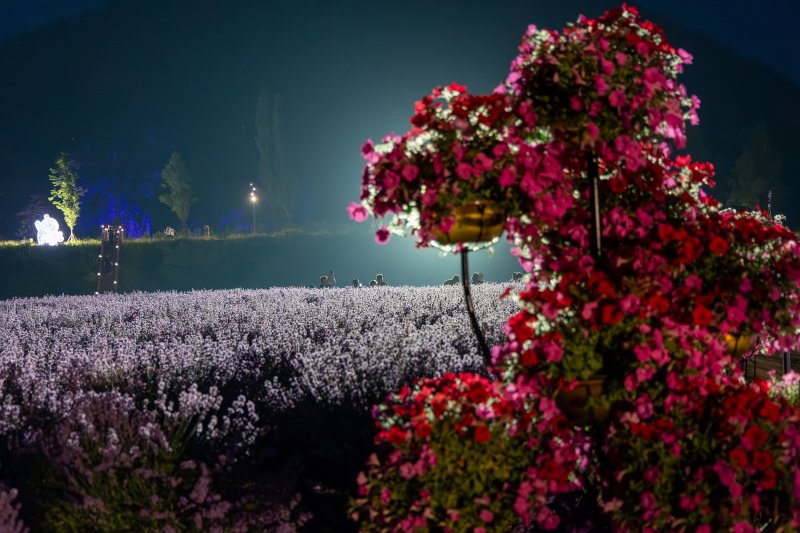 [동해=뉴시스] 동해 무릉별유천지 라벤더 축제장.(사진=동해시 제공)photo@newsis.com *재판매 및 DB 금지