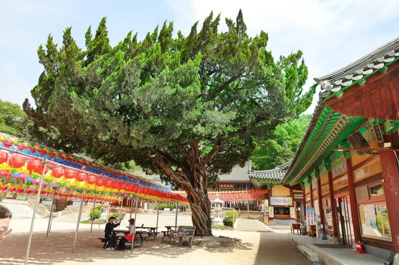 [여행honey] 영남 진산 팔공산 자락, 자비가 바다를 이루는 은해사 (출처=연합뉴스)