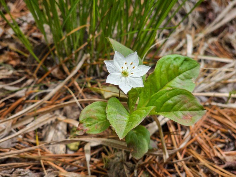 [산청=뉴시스] 기생꽃. (사진=지리산국립공원 제공) 2025.06.18. photo@newsis.com *재판매 및 DB 금지