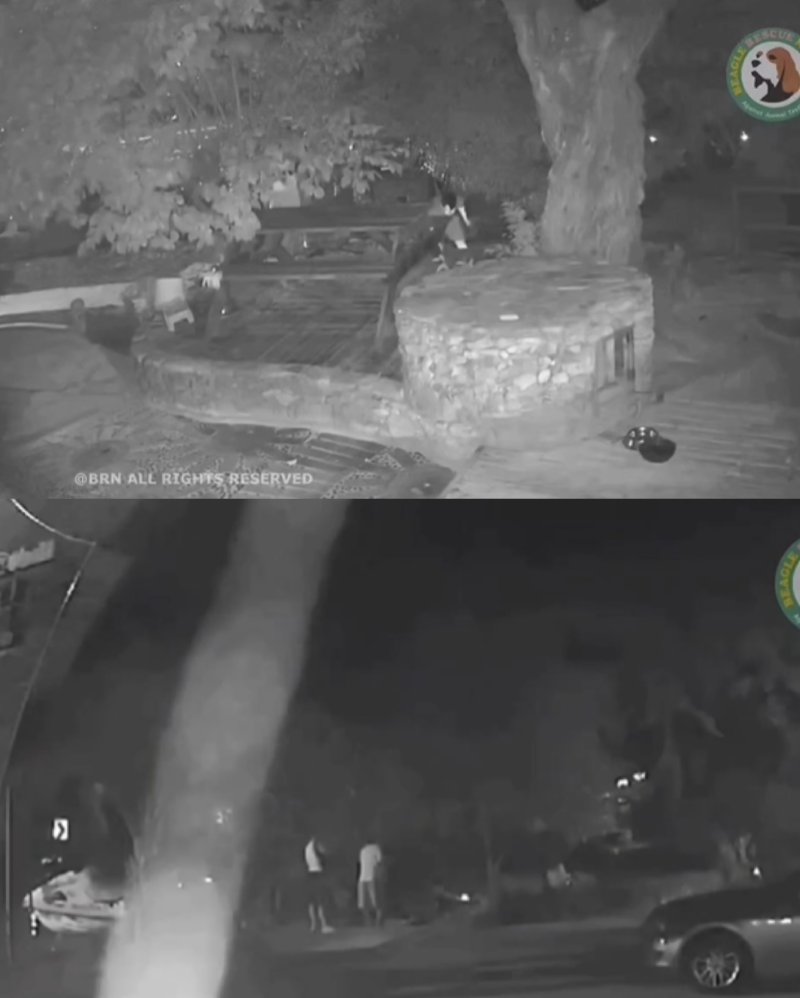 [뉴시스] CCTV 영상 갈무리 (사진=비글구조네트워크 인스타그램) *재판매 및 DB 금지