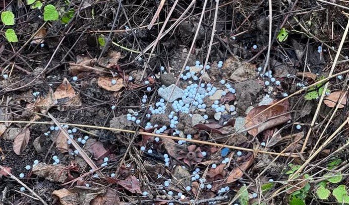 [뉴시스] (사진=비글구조네트워크) *재판매 및 DB 금지