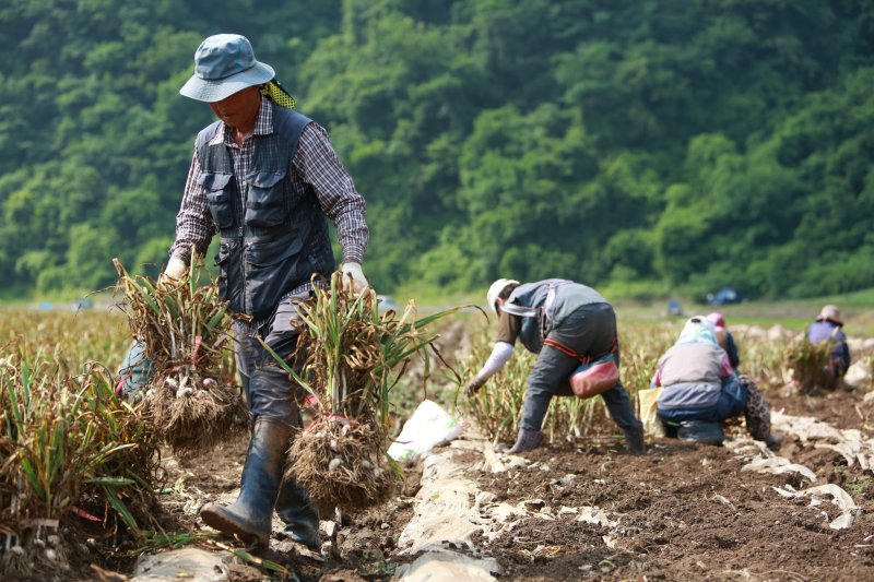 농민들이 단양군 어상천면의 한 마늘밭에서 마늘을 옮기고 있다.2025.6.18./뉴스1 ⓒ News1 손도언 기자
