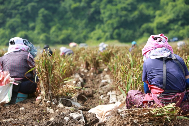 농민들이 단양군 어상천면의 한 마늘밭에서 마늘을 캐고 있다.2025.6.18./뉴스1 ⓒ News1 손도언 기자