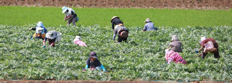 단양군 어상천면 주민 등이 노지 수박밭에서 수박 순을 따며 구슬땀을 흘리고 있다.(단양군 제공. 재판매 및 DB금지)/뉴스1