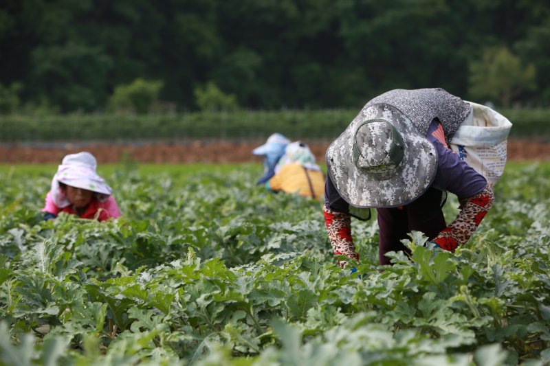단양군 어상천면 주민이 노지 수박밭에서 수박 순을 따고 있다.(단양군 제공. 재판매 및 DB금지)/뉴스1