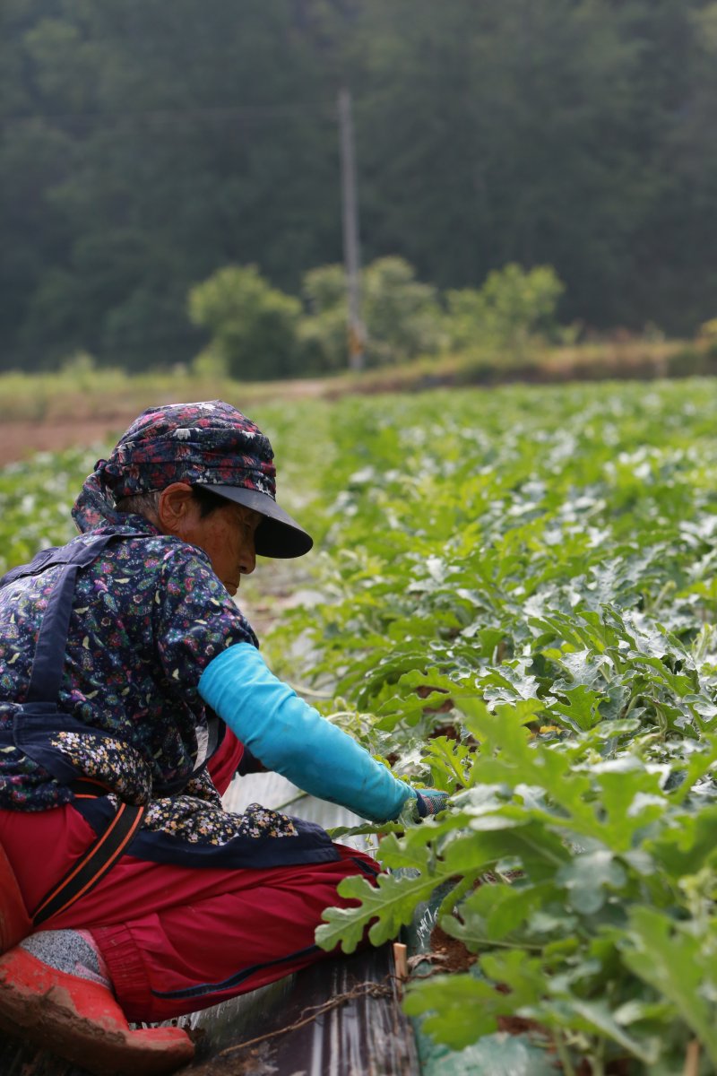 단양군 어상천면 주민이 노지 수박밭에서 수박 순 따기에 힘을 보태고 있다.(단양군 제공. 재판매 및 DB금지)/뉴스1