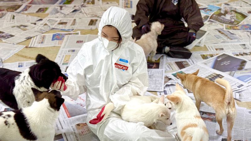 이스타항공 임직원이 지난 18일 경기 용인시 유기견 쉼터 '코리안독스 레인보우 쉼터'를 찾아 유기견들과 놀이를 통해 교감하고 있다. 이스타항공 제공