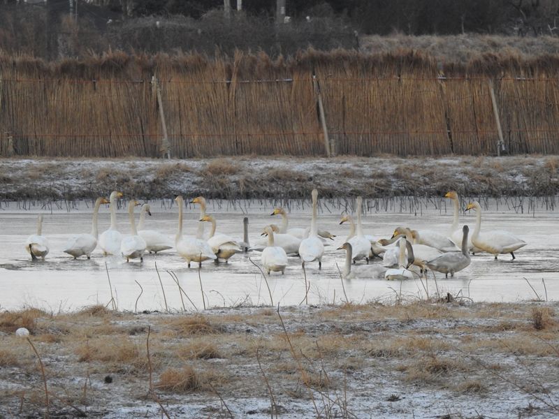 전남 순천시는 멸종위기종으로 천연기념물 제201-2호인 큰고니의 안정적인 서식 환경 조성을 위해 최근 순천만 갯벌 2.0㏊에 조류 주요 먹이원인 새섬매자기 12만주를 이식했다고 19일 밝혔다. 지난 1월 연꽃 복원 습지에서 쉬고 있는 큰고니 무리 모습. 순천시 제공