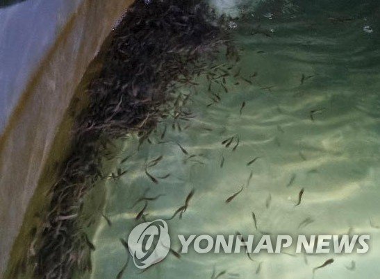 미유기 (출처=연합뉴스)