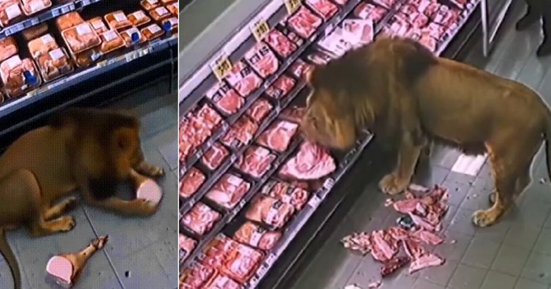 마트 정육점 터는 사자 650만 조회된 영상, 알고 보니…