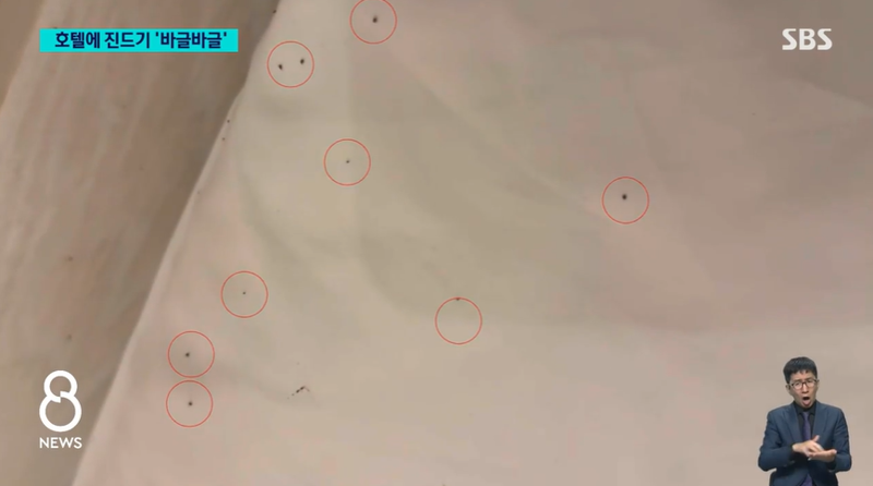 호텔서 자는데 몸이 근질, 불 켜보니 '경악'…100마리 넘어  