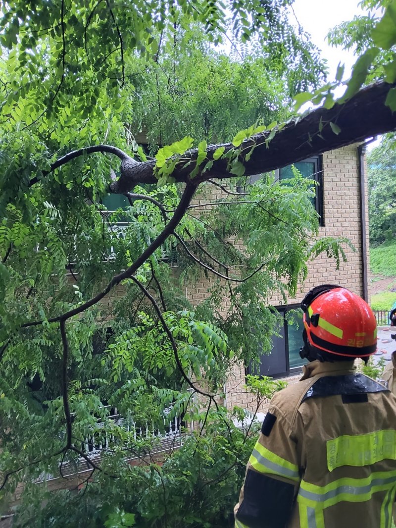 도로 침수되고, 나무 쓰러지고...경기지역 호우 피해 잇따라 '100여건 신고'