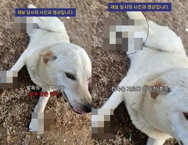 발목 4개 다 잘린 백구 발견…"극단적 학대" 충격 [영상]