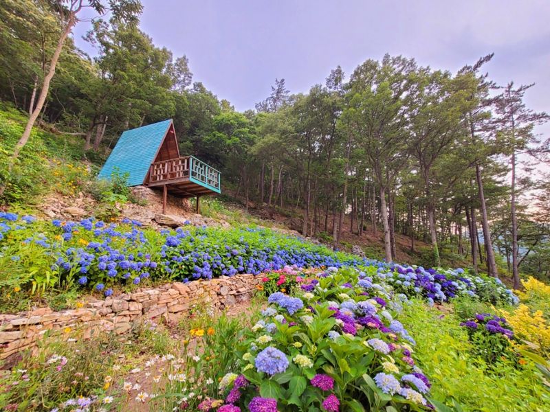 [남도둘러보기]여름꽃 수국 만발한 남도 정원서 힐링 어때요