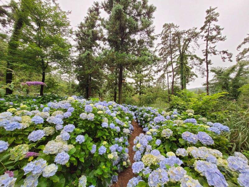 [남도둘러보기]여름꽃 수국 만발한 남도 정원서 힐링 어때요