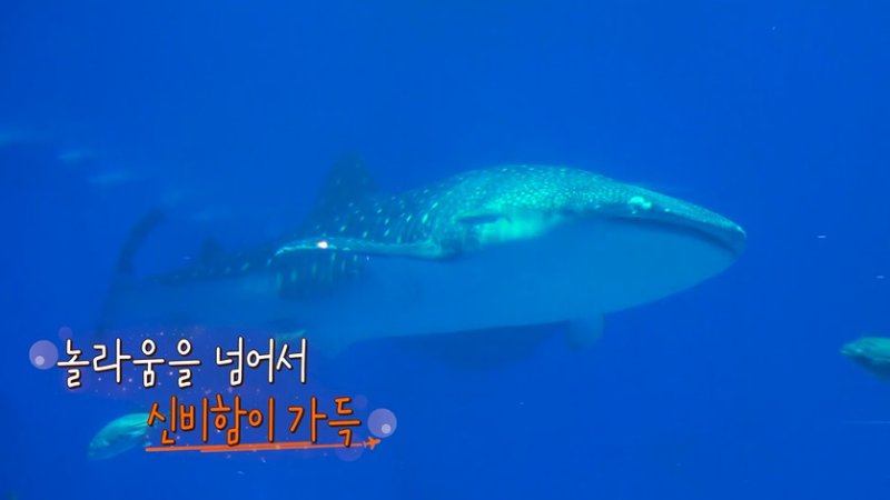 '독박투어4' 오키나와서 고래상어 만났다…"차원 달라" 감탄