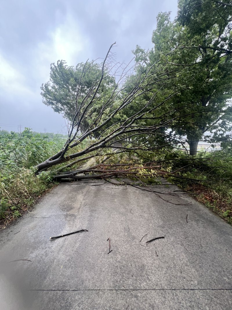 21일 오전 대구 달성 논공읍 금포리의 한 도로 위로 가로수가 비바람에 쓰러져 있다. (대구소방안전본부 제공. 재판매 및 DB 금지) 2025.6.21/카지노 전략1 ⓒ News1 남승렬 기자
