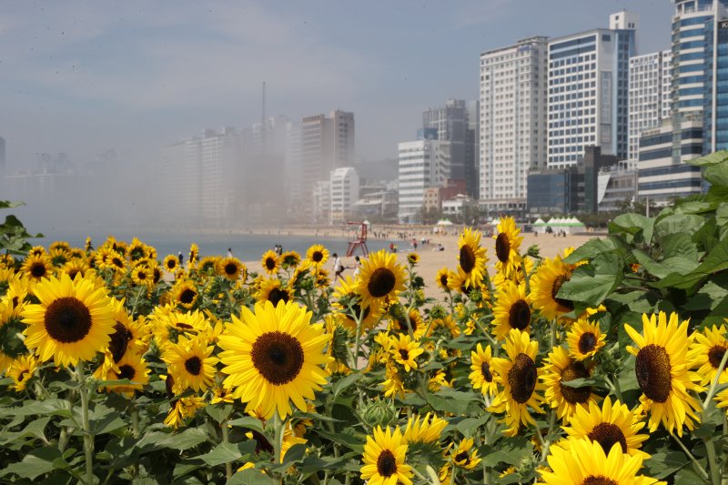[부산=뉴시스] 부산 비타임 토토해수욕장 해바라기 전시 (사진=부산 수영구 제공) 2025.06.22. photo@newsis.com *재판매 및 DB 금지