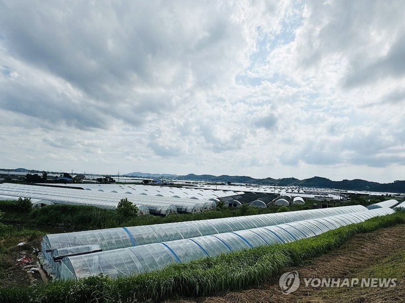 익산 망성면 비닐하우스 단지 (출처=연합뉴스)