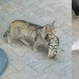 아픈 새끼 물고 동물병원 찾은 엄마 고양이 ′감동′