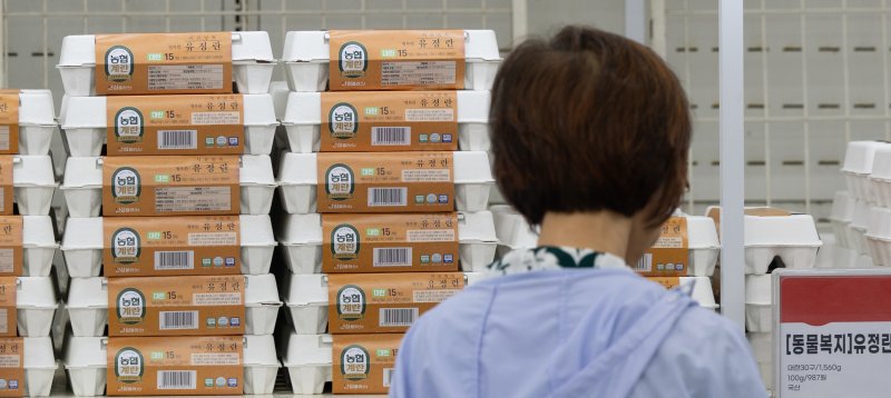 계란 가격이 4년 만에 최고 수준을 기록한 가운데 22일 서울 시내의 한 대형마트에 계란이 진열돼 먹튀없는 바카라사이트 아톰카지노. 2025.6.22/먹튀없는 바카라사이트 아톰카지노1 ⓒ News1 이승배 기자