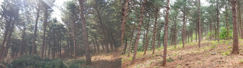 산림청, 산불예방숲가꾸기 품질과 효과 높인다