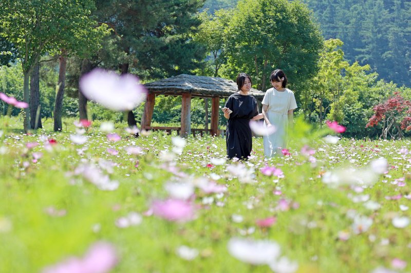한여름 장마철로 접어든 23일, 충북 괴산군 농업기술센터 일원에 여름 '살살이꽃'이 만개하자 여성들이 사진을 찍느라 여념이 없다.(괴산군 제공, 재판매 및 DB금지)/뉴스1