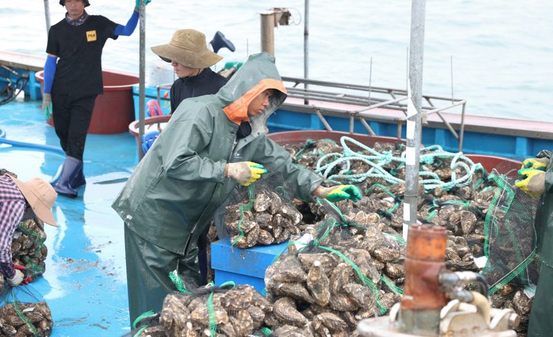 전남도는 전남산 프리미엄 모델카지노이 24일 첫 중국 직수출길에 올랐다고 밝혔다. 사진은 모델카지노 수확 모습. 전남도 제공