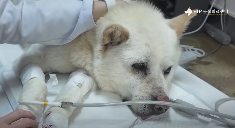 “온몸에 총알 파편 70여개 박혔다” 기적 같이 살아남은 백구