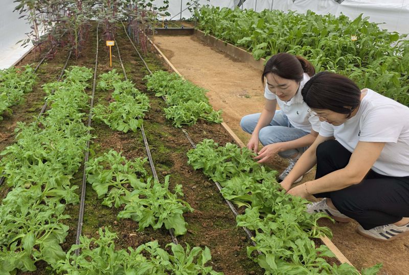 전남도파라존 코리아카지노기술원은 오는 10월 23~29일 열리는 '2025 국제농업박람회'에 기후변화 시대 유망작물로 주목받는 아열대채소<사진>전시장을 운영한다고 밝혔다. 전남도파라존 코리아카지노기술원 제공</div>
<figcaption class=