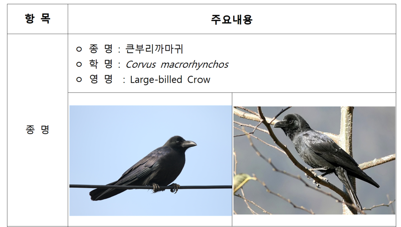 ‘공포의 까마귀’ 도심 습격…모자·우산으로 머리 보호해야