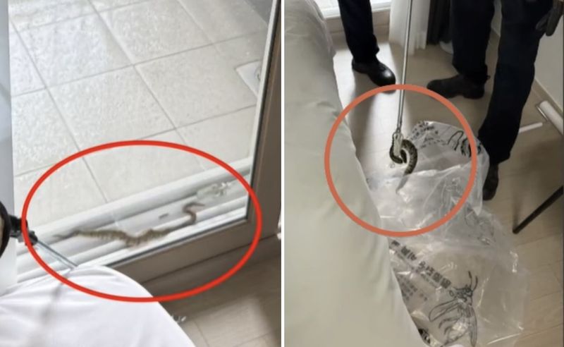 양양 호텔 객실에 '비단뱀'이 꿈틀..."투숙객이 애완용 버린 듯"