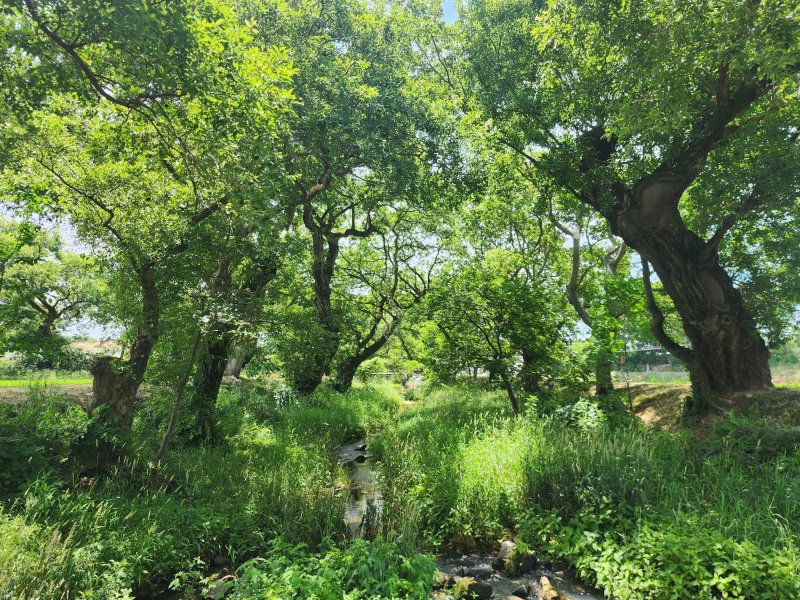고창 삼태마을숲의 내부 모습(국가유산청 제공)