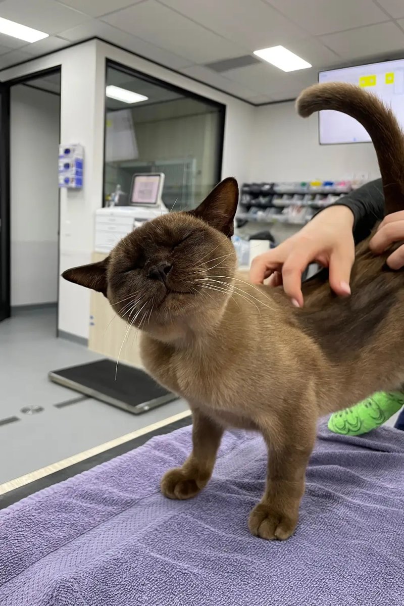 작동 중인 세탁기서 55분 동안 ‘탈탈탈’ 견뎌낸 기적의 고양이