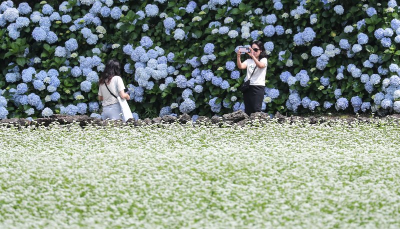 [서귀포=뉴시스] 우장호 기자 = 장마가 소강상태에 놓인 27일 오전 제주 서귀포시 표선면 보롬왓 농장에 제주 토종 수국과 메밀꽃이 절정을 맞아 방문객들의 시선을 사로 잡고 있다. 여름 꽃의 전령인 '제주 토종 수국'은 서양 수국과 다르게 장마가 한창인 7월 중순까지 탐스러운 대형 산방꽃차례를 유지한다. 2025.06.27. woo1223@newsis.com