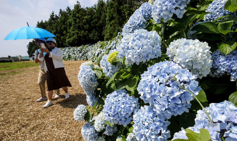 [서귀포=뉴시스] 우장호 기자 = 장마가 소강상태에 놓인 27일 오전 제주 서귀포시 표선면 보롬왓 농장에 제주 토종 수국이 절정을 맞아 방문객들의 시선을 사로 잡고 있다. 여름 꽃의 전령인 '제주 토종 수국'은 서양 수국과 다르게 장마가 한창인 7월 중순까지 탐스러운 대형 산방꽃차례를 유지한다. 2025.06.27. woo1223@newsis.com