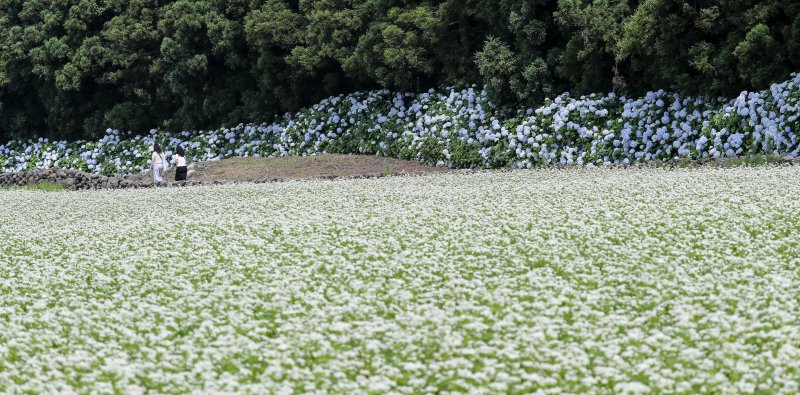 [서귀포=뉴시스] 우장호 기자 = 장마가 소강상태에 놓인 27일 오전 제주 서귀포시 표선면 보롬왓 농장에 제주 토종 수국이 절정을 맞아 방문객들의 시선을 사로 잡고 있다. 여름 꽃의 전령인 '제주 토종 수국'은 서양 수국과 다르게 장마가 한창인 7월 중순까지 탐스러운 대형 산방꽃차례를 유지한다.2025.06.27. woo1223@newsis.com