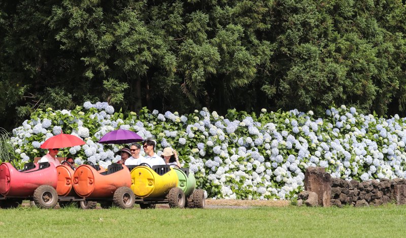[서귀포=뉴시스] 우장호 기자 = 장마가 소강상태에 놓인 27일 오전 제주 서귀포시 표선면 보롬왓 농장에 제주 토종 수국이 절정을 맞아 방문객들의 시선을 사로 잡고 있다. 여름 꽃의 전령인 '제주 토종 수국'은 서양 수국과 다르게 장마가 한창인 7월 중순까지 탐스러운 대형 산방꽃차례를 유지한다.2025.06.27. woo1223@newsis.com