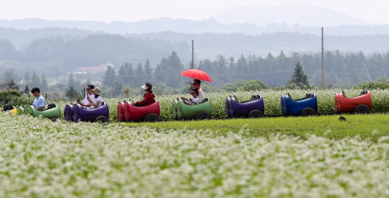 [서귀포=뉴시스] 우장호 기자 = 장마가 소강상태에 놓인 27일 오전 제주 서귀포시 표선면 보롬왓 농장에 제주 토종 메밀꽃이 절정을 맞아 방문객들의 시선을 사로 잡고 있다. 2025.06.27. woo1223@newsis.com