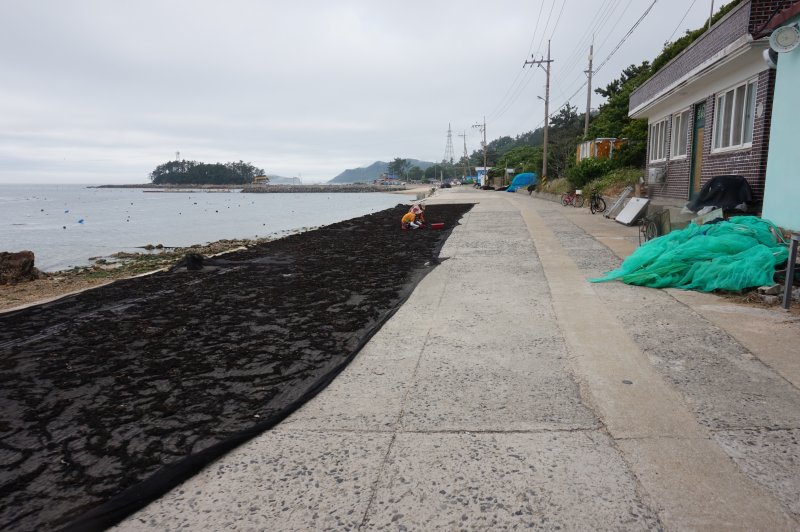 관사리 해안도로에서 주민들이 자연산 톳을 손질하며 말리고 있다. 2025.6.27/뉴스1 ⓒ News1 조영석 기자
